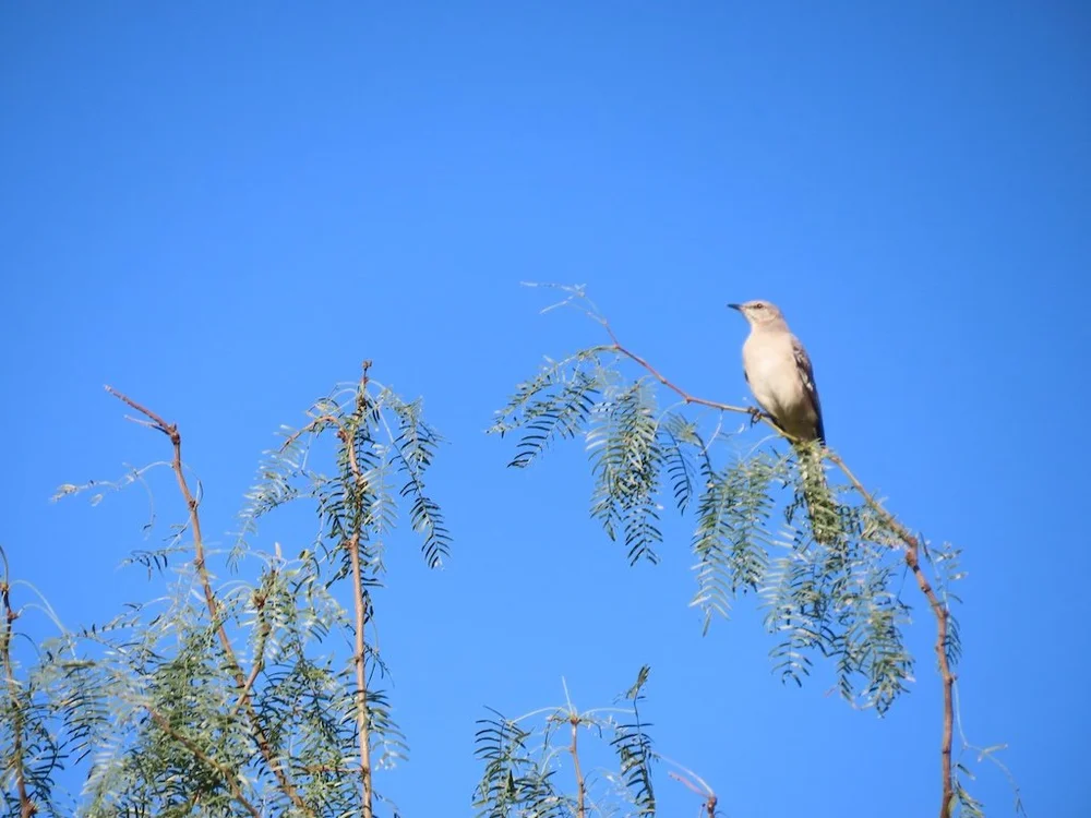 IMG_4351 2025 11.jPG