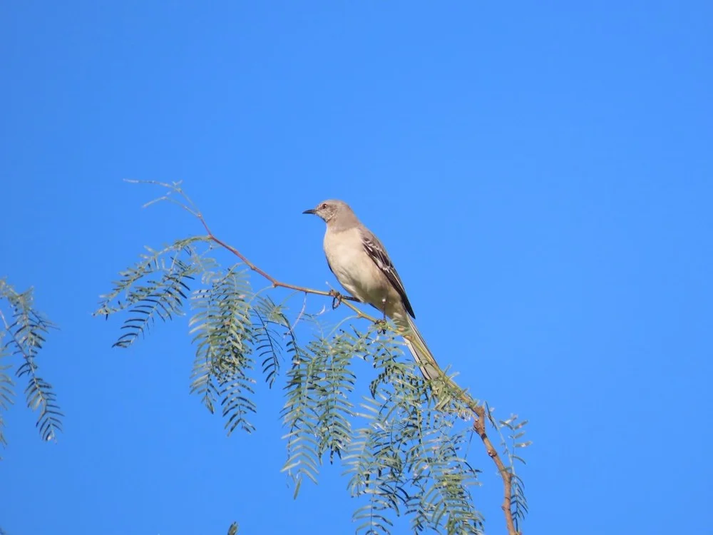 IMG_4357 2025 11.jPG