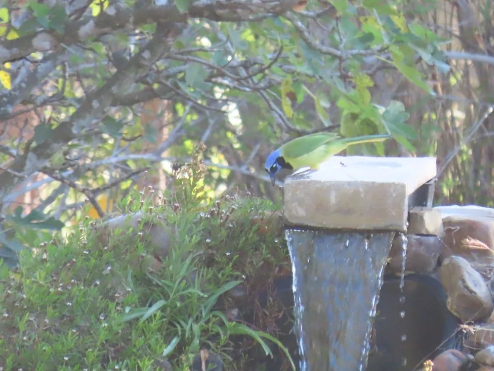 IMG_4375 2025 11.jPG