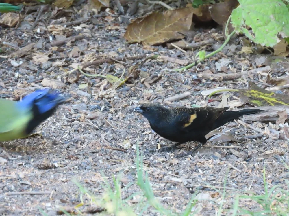 IMG_4485 2025 11.jPG