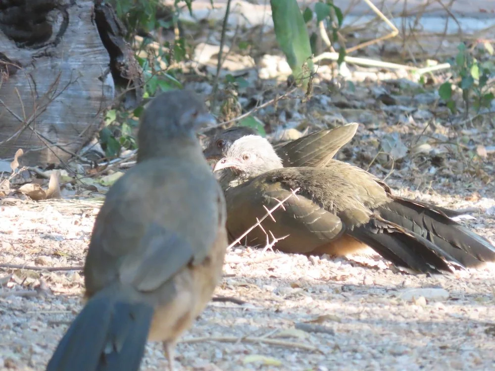 IMG_4461 2025 11.jPG