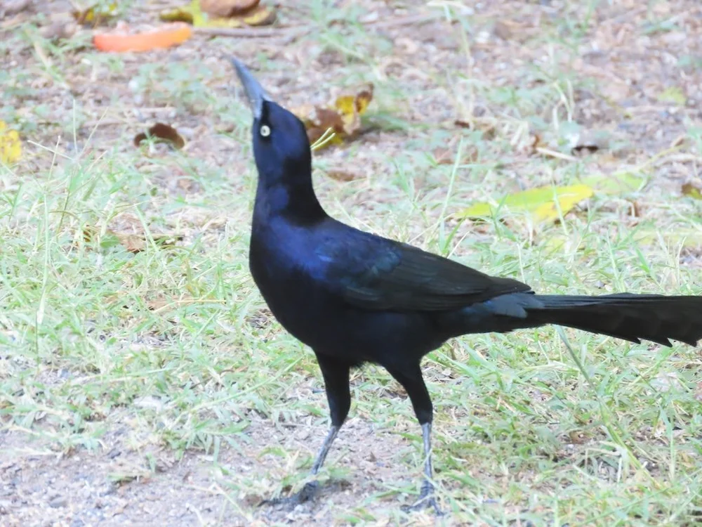 IMG_4534 2025 11.jPG