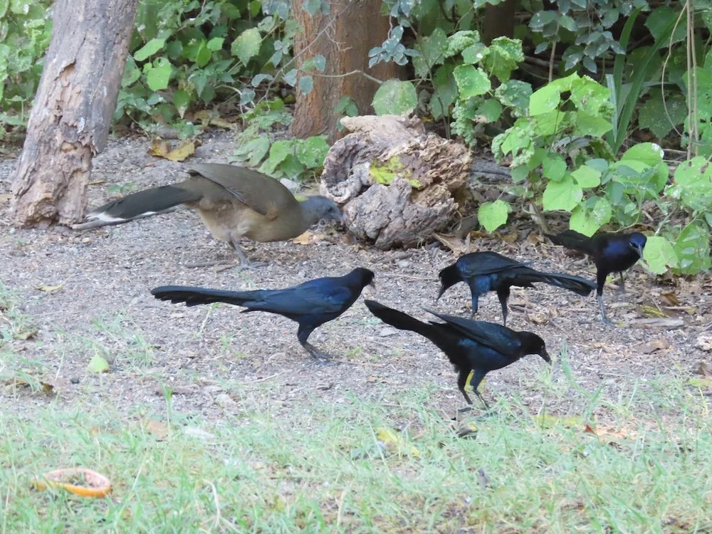 IMG_4602 2025 11.jPG