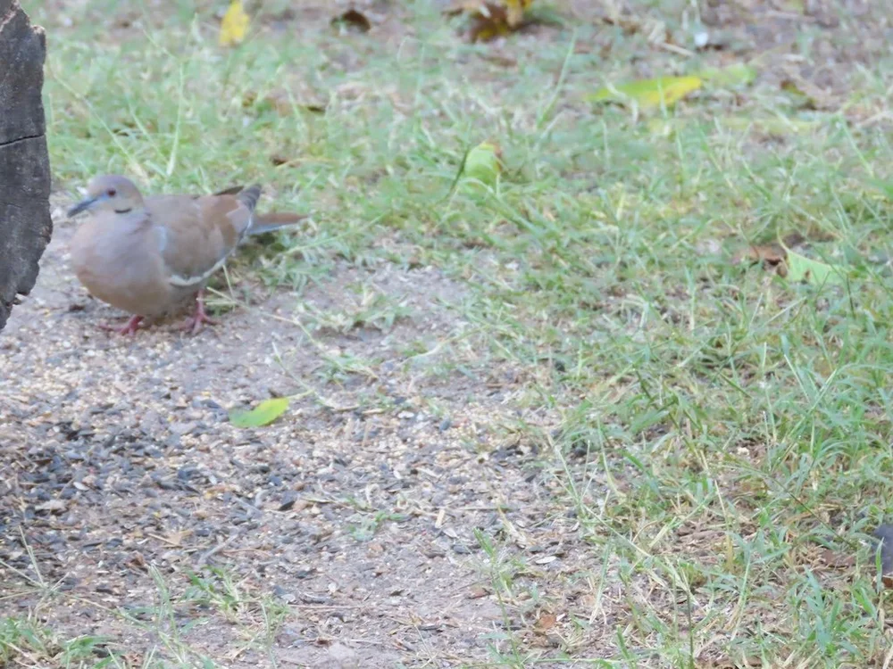 IMG_4473 2025 11.jPG