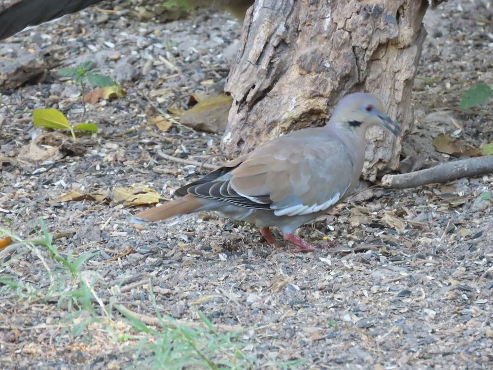 IMG_4492 2025 11.jPG