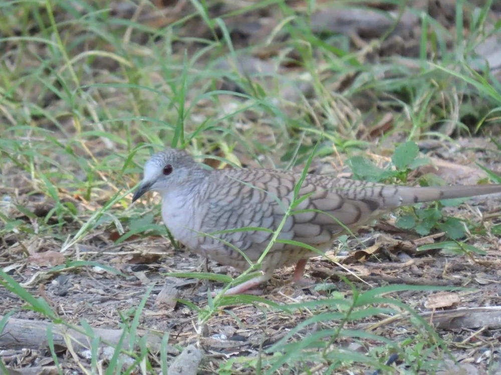 IMG_4522 2025 11.jPG