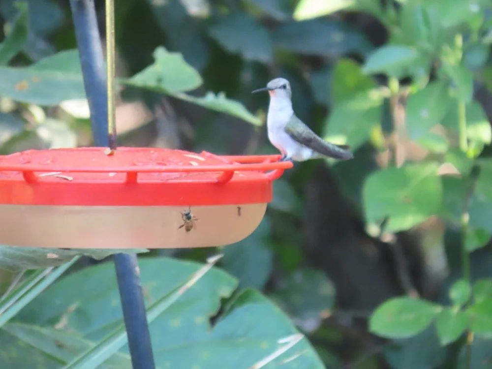 IMG_4550 2025 11.jPG