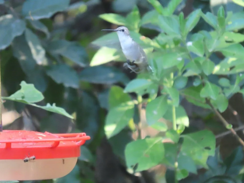 IMG_4558 2025 11.jPG