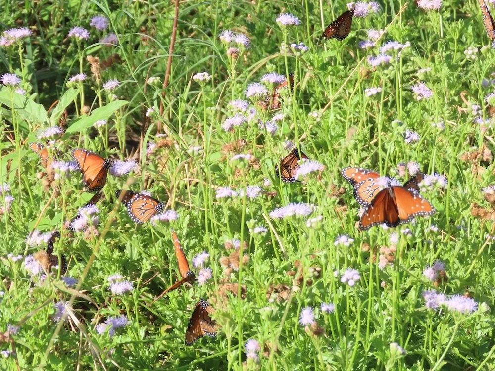 IMG_4645 2025 11.jPG