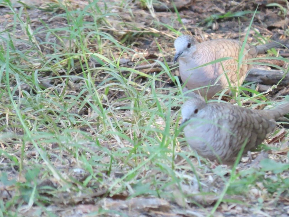 IMG_4614 2025 11.jPG