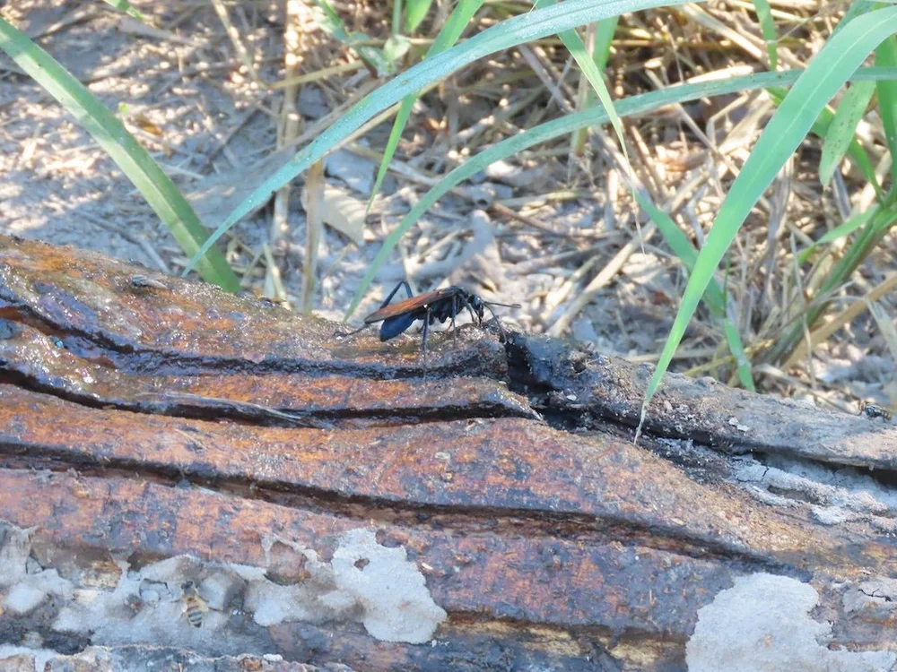 IMG_4679 2025 11.jPG