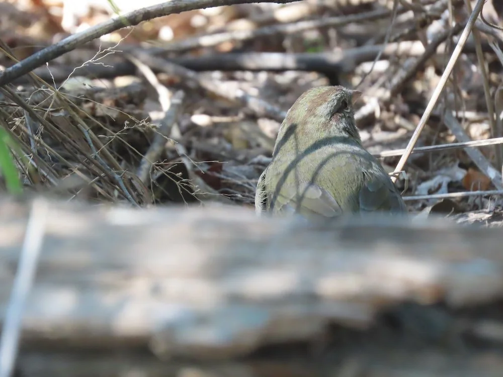 IMG_4711 2025 11.jPG