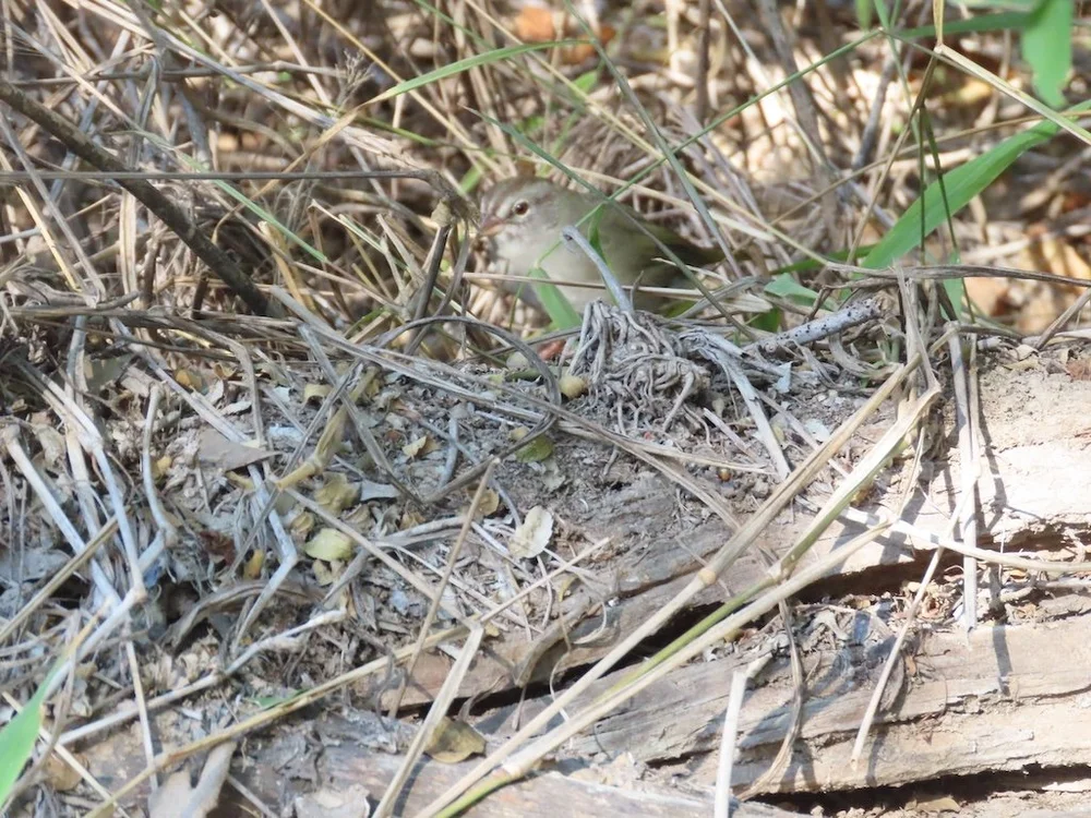 IMG_4705 2025 11.jPG