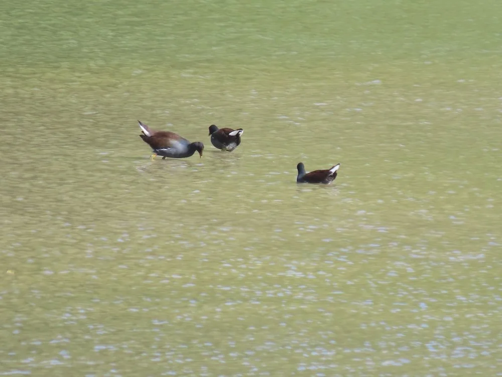 IMG_4807 2025 11.jPG