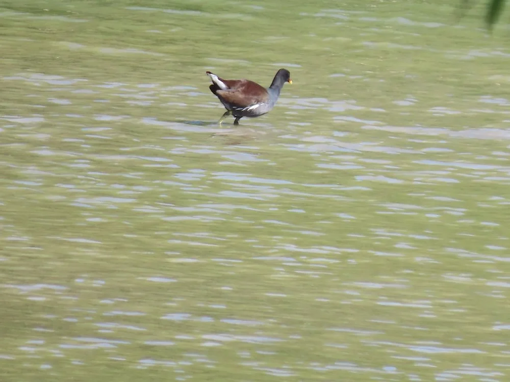 IMG_4834 2025 11.jPG