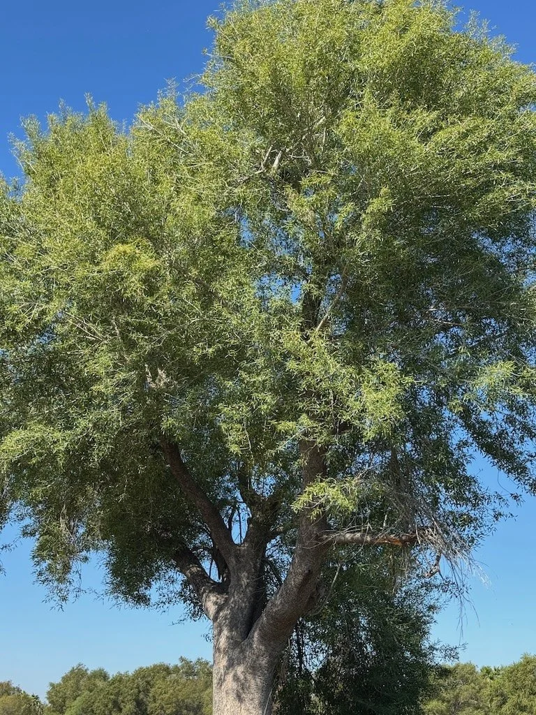 IMG_0388 2025 11.jpeg