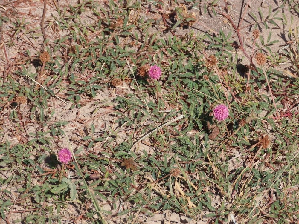 IMG_4896 2025 11.jPG