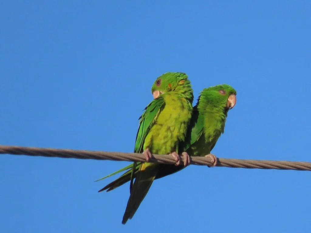 IMG_4944 2025 11.jPG