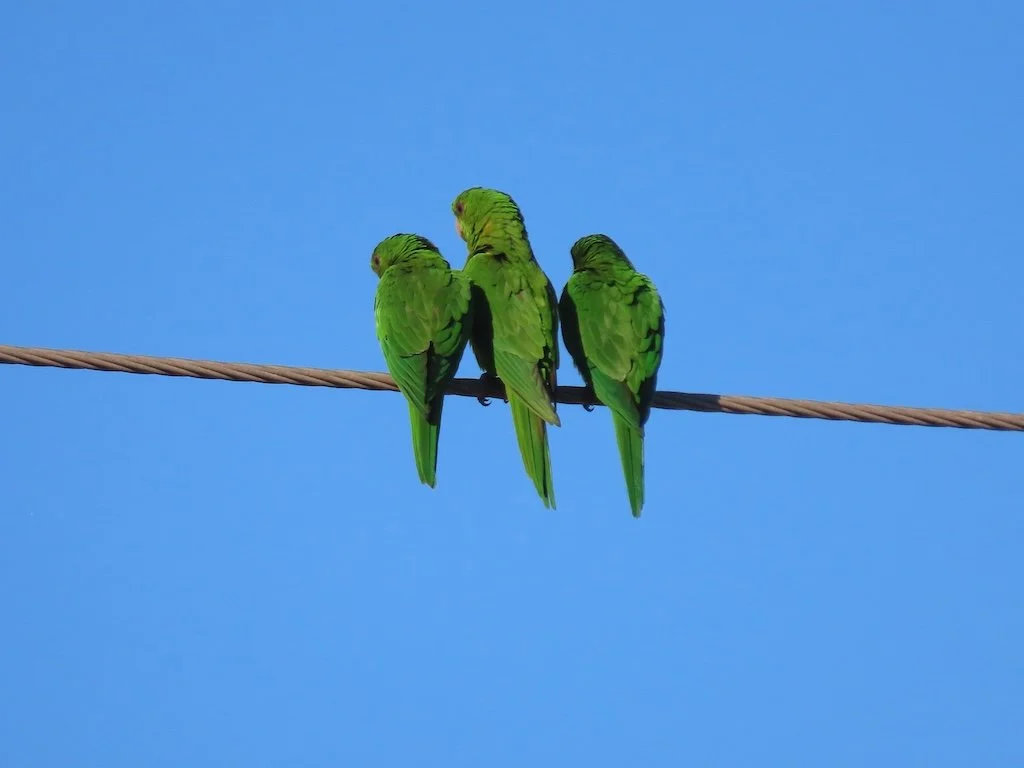 IMG_4952 2025 11.jPG