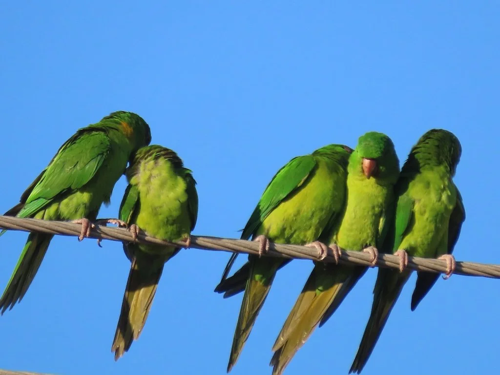 IMG_4956 2025 11.jPG