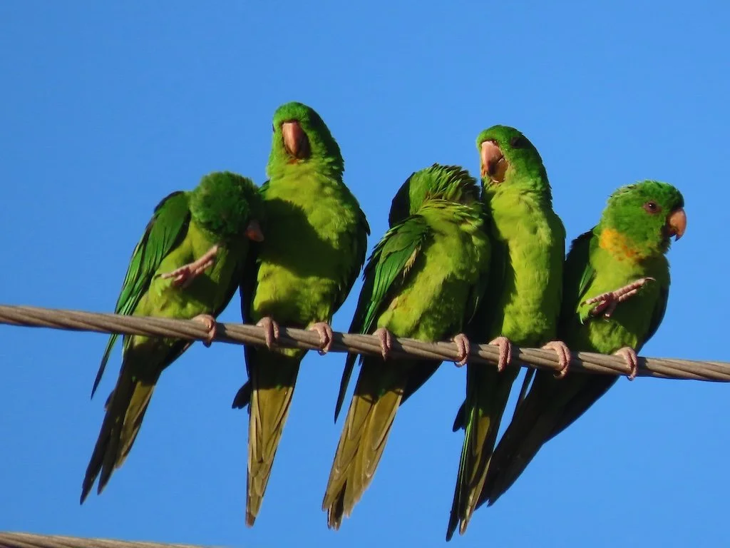 IMG_4992 2025 11.jPG