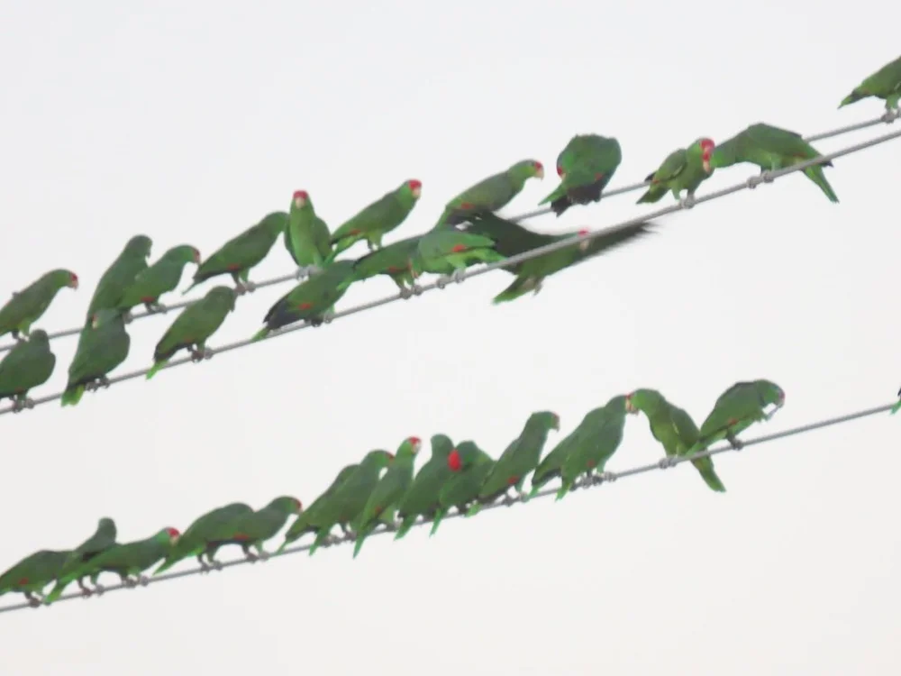 IMG_5052 2025 11.jPG