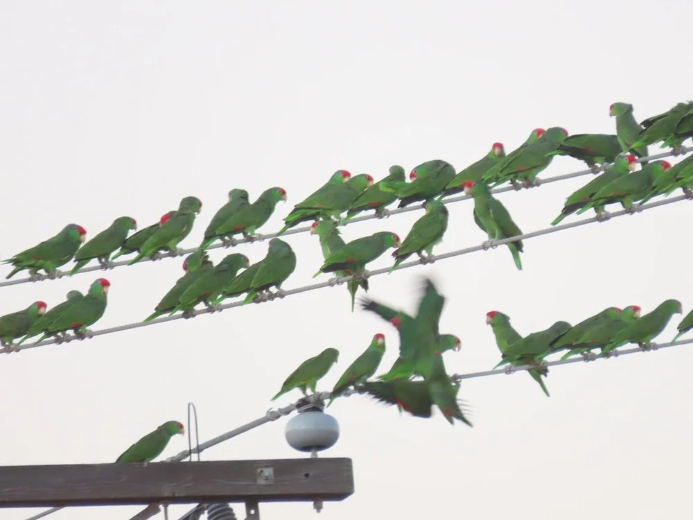 IMG_5076 2025 11.jPG