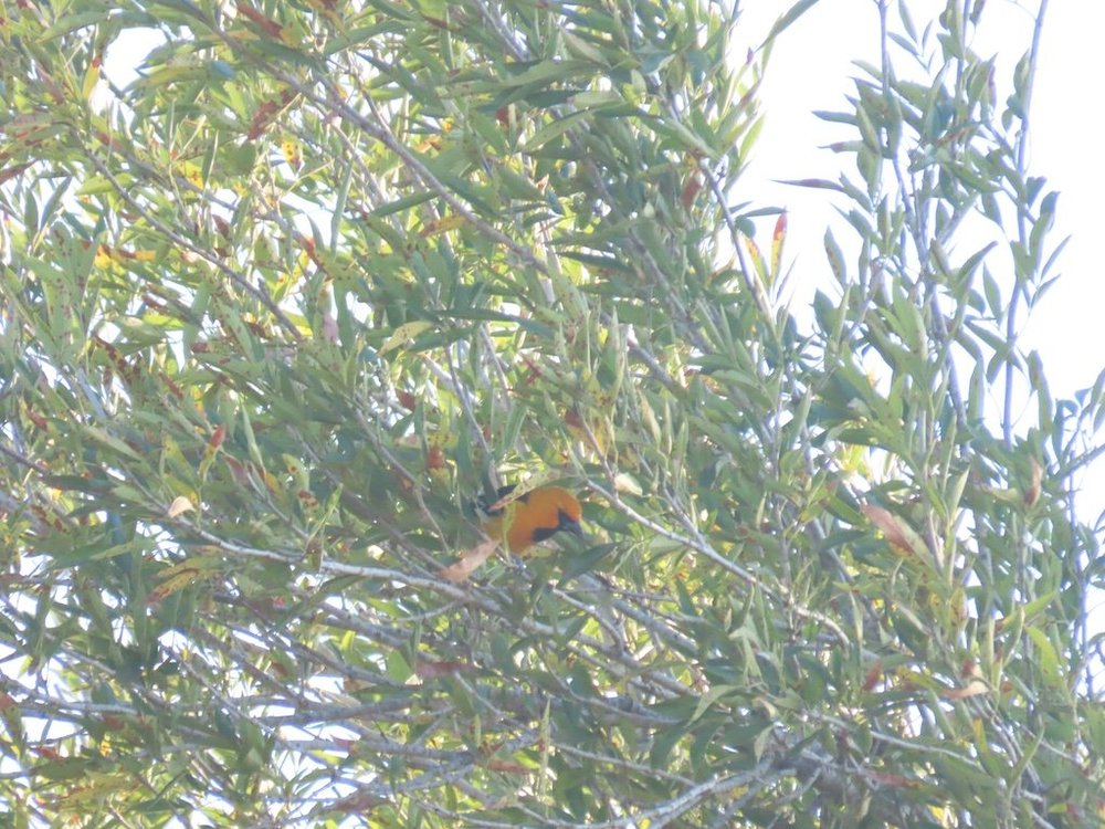 IMG_5105 2025 11.jPG