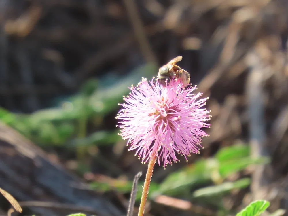 IMG_5318 2025 11.jPG