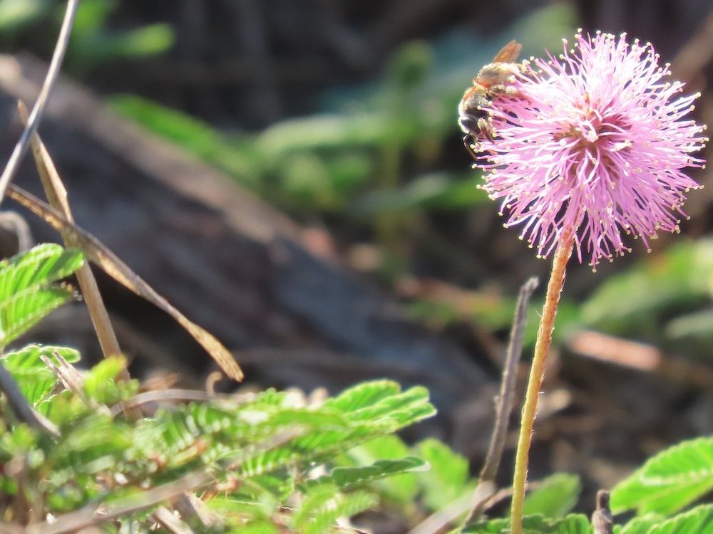 IMG_5323 2025 11.jPG