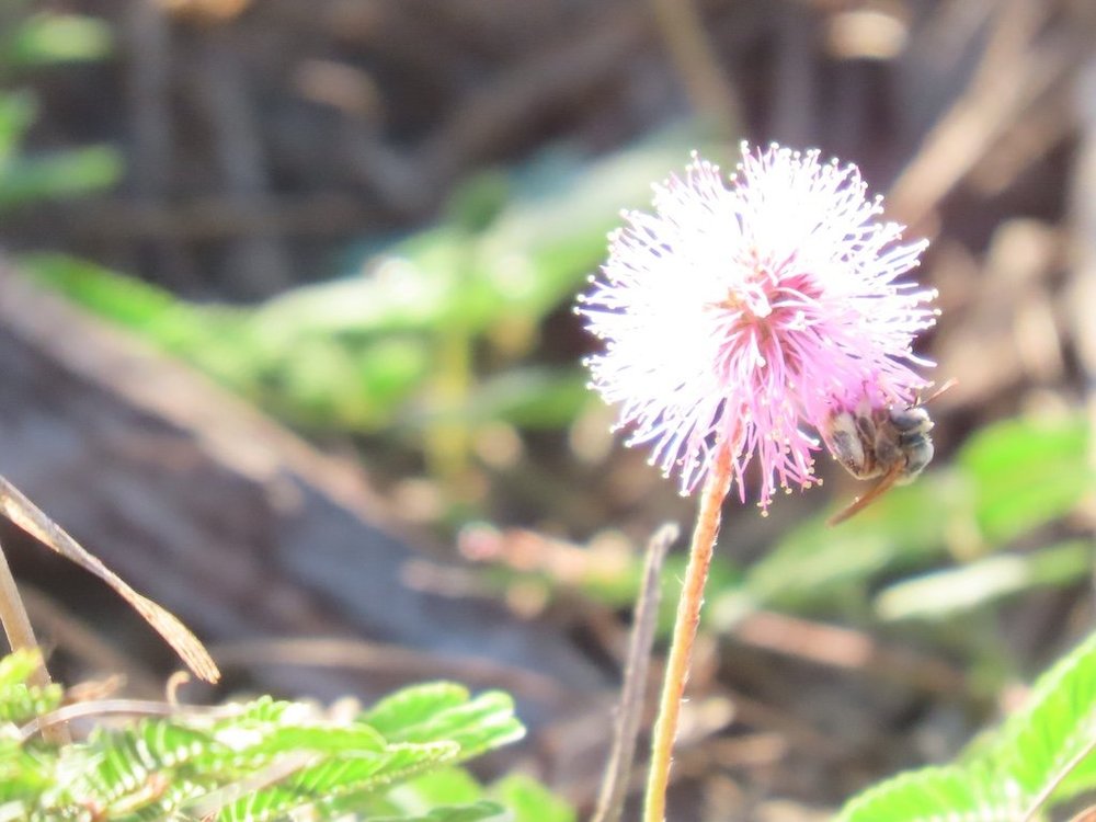 IMG_5331 2025 11.jPG