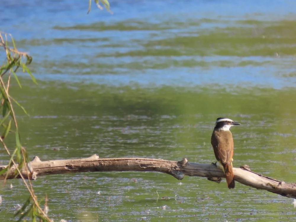 IMG_5431 2025 11.jPG