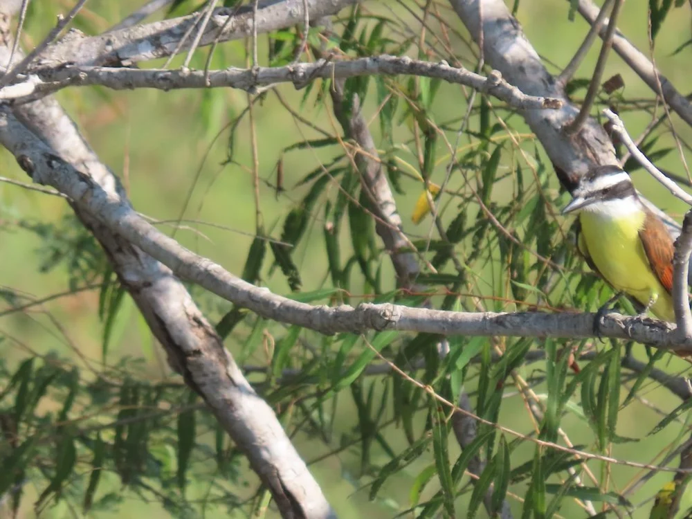 IMG_5464 2025 11.jPG