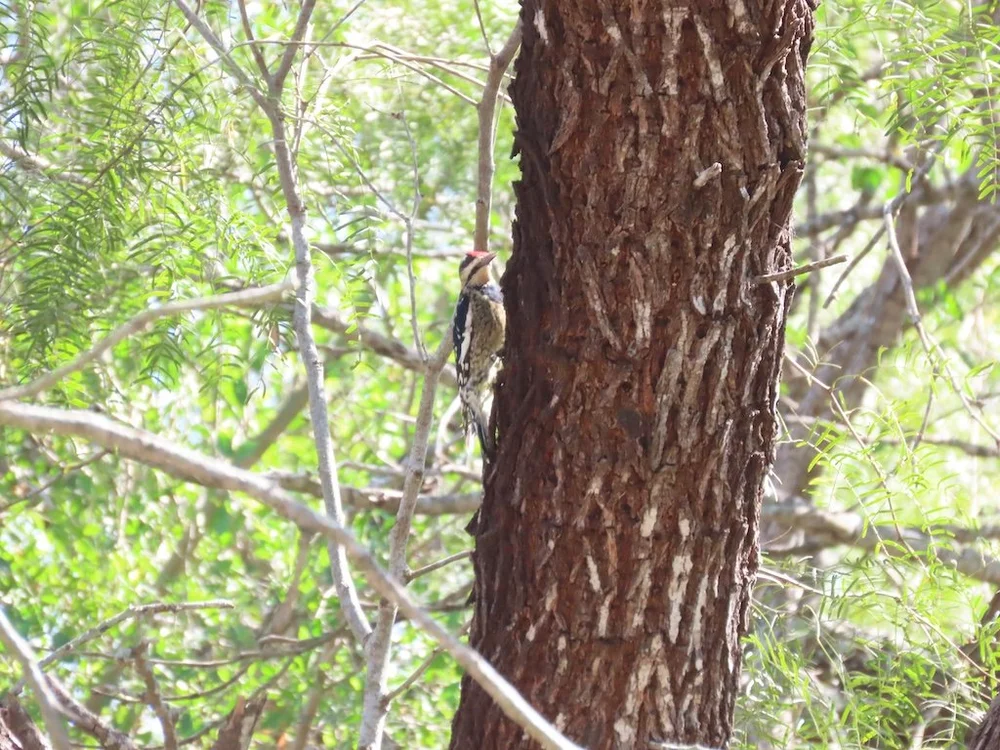 IMG_5561 2025 11.jPG