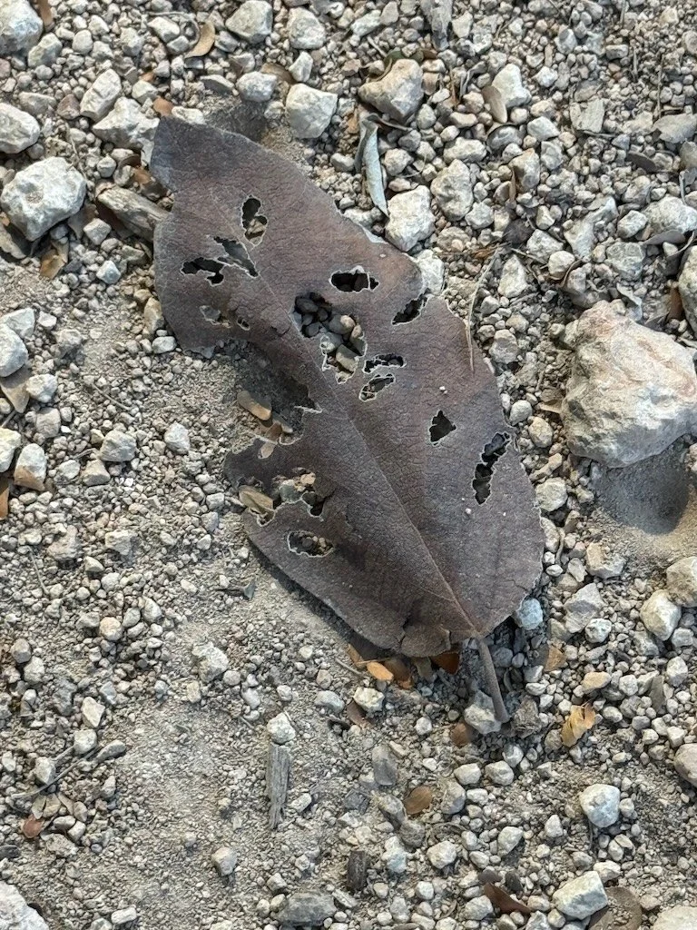 IMG_0400 2025 11.jpeg