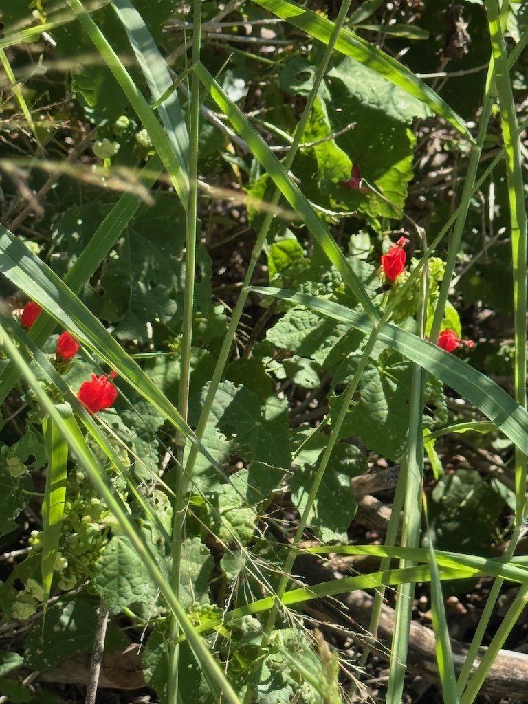 IMG_0409 2025 11.jpeg