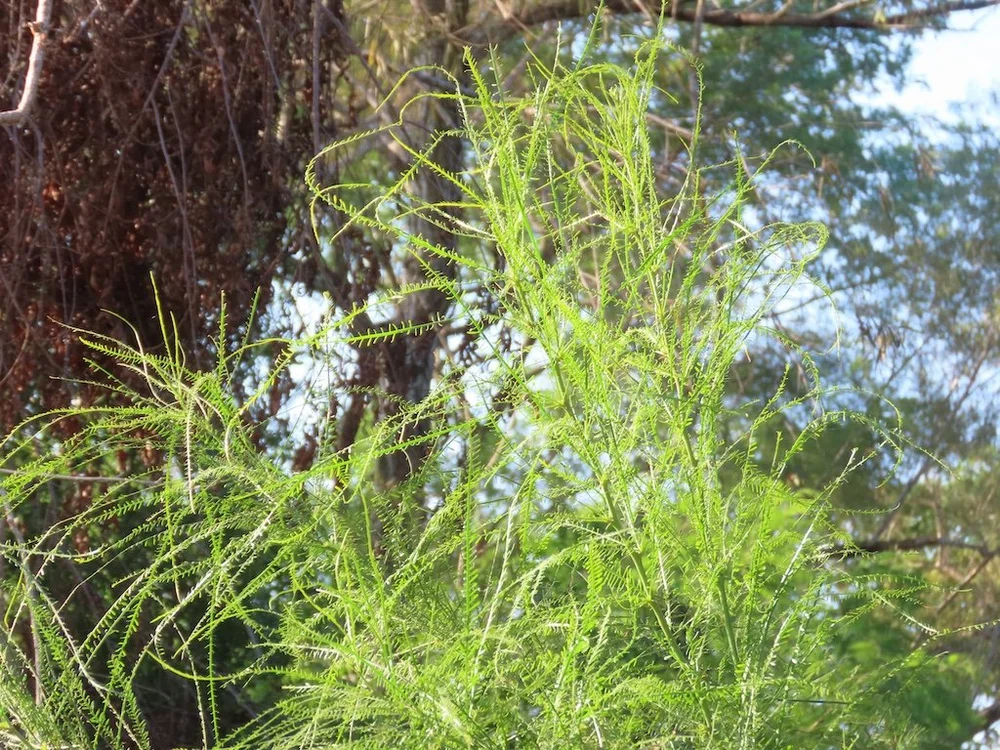 IMG_5128 2025 11.jPG