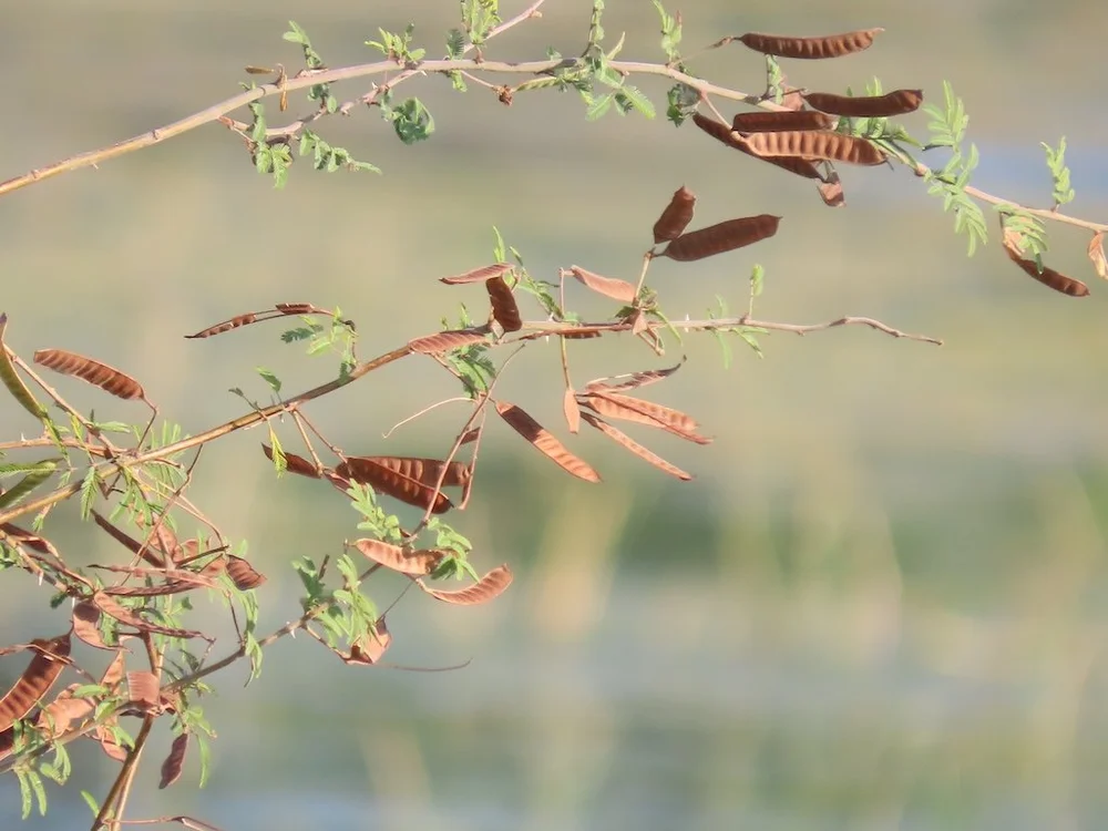 IMG_5215 2025 11.jPG