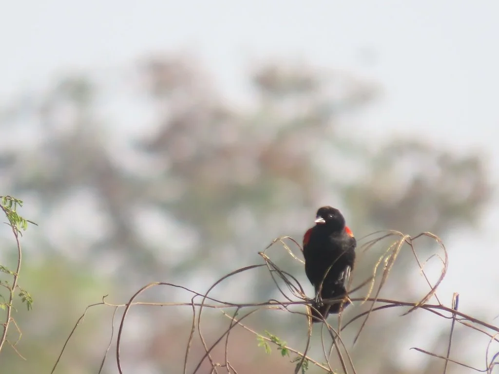 IMG_5152 2025 11.jPG