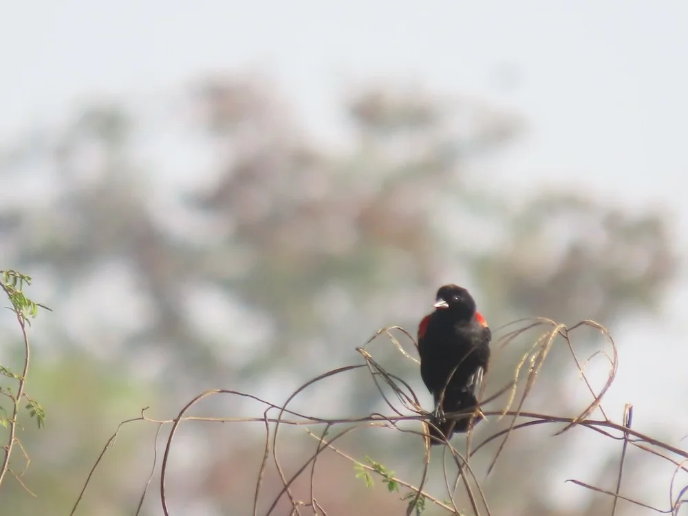 IMG_5152 2025 11.jPG