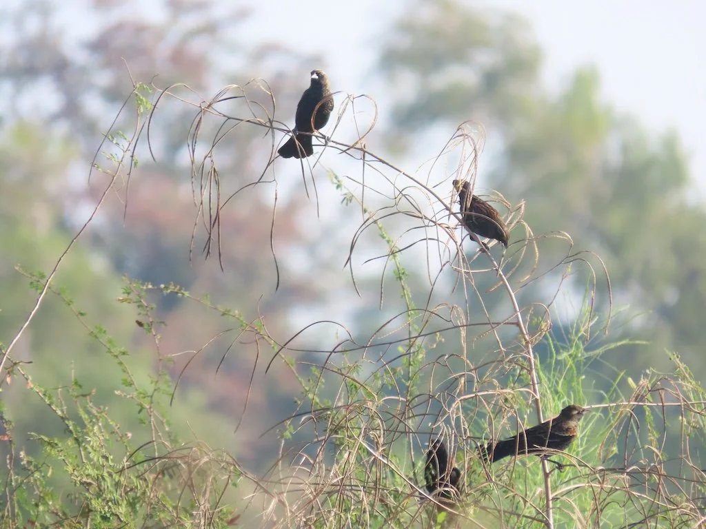 IMG_5142 2025 11.jPG