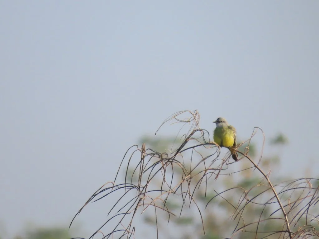 IMG_5159 2025 11.jPG