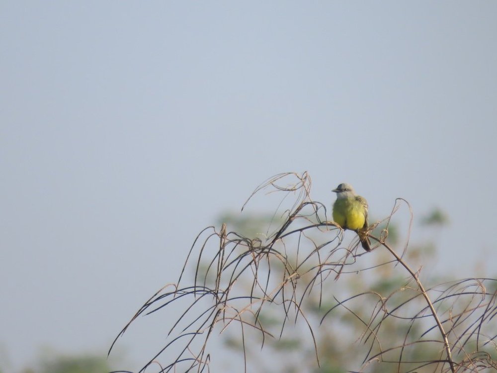 IMG_5159 2025 11.jPG