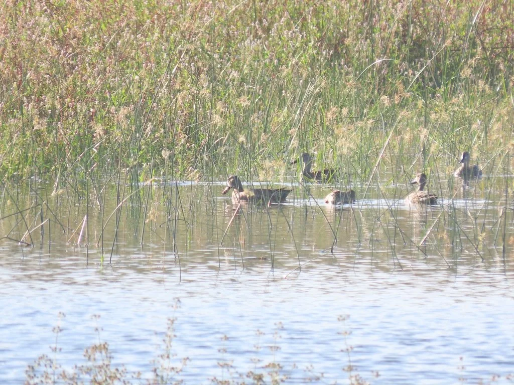 IMG_5178 2025 11.jPG