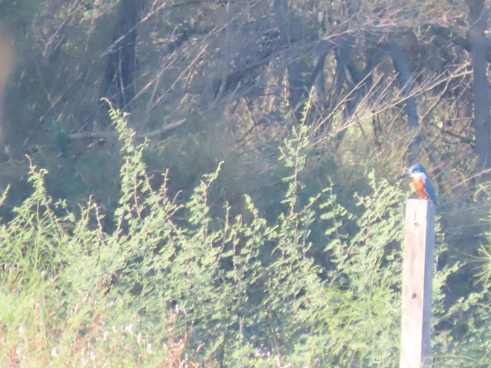 IMG_5201 2025 11.jPG