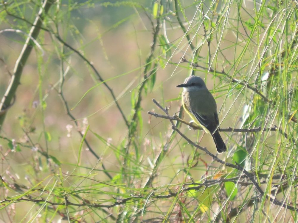 IMG_5261 2025 11.jPG