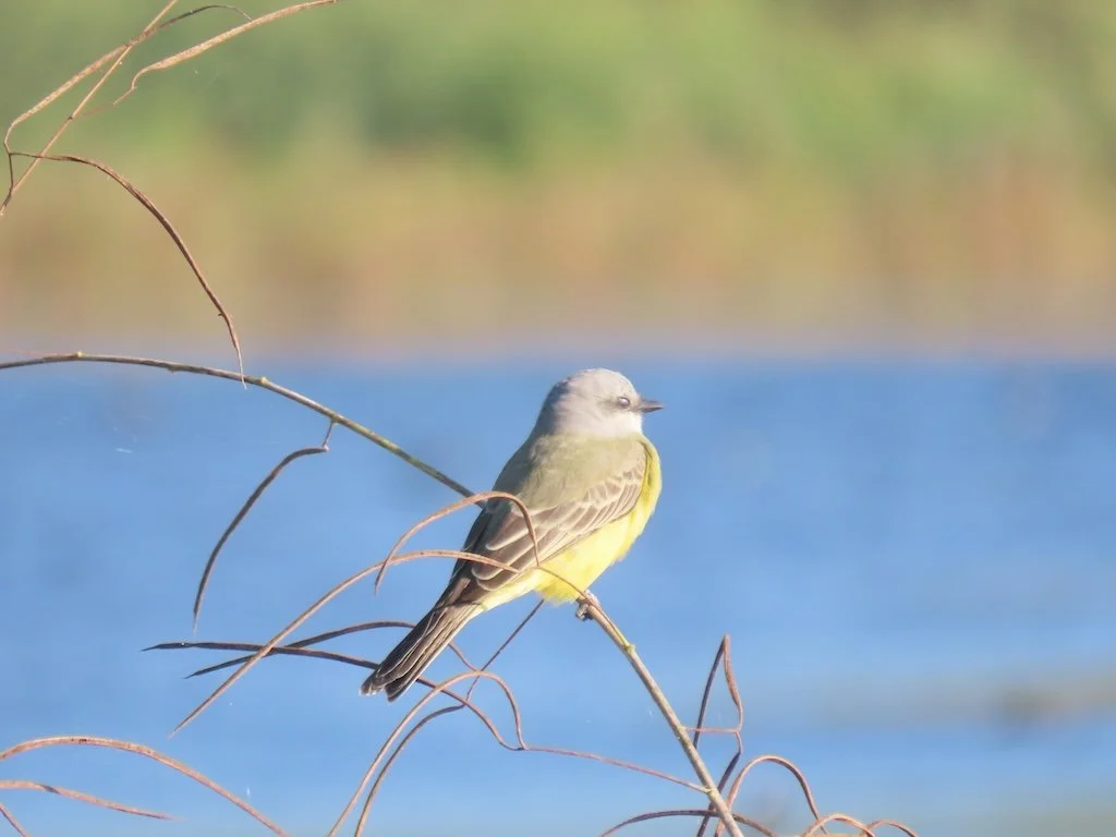 IMG_5264 2025 11.jPG