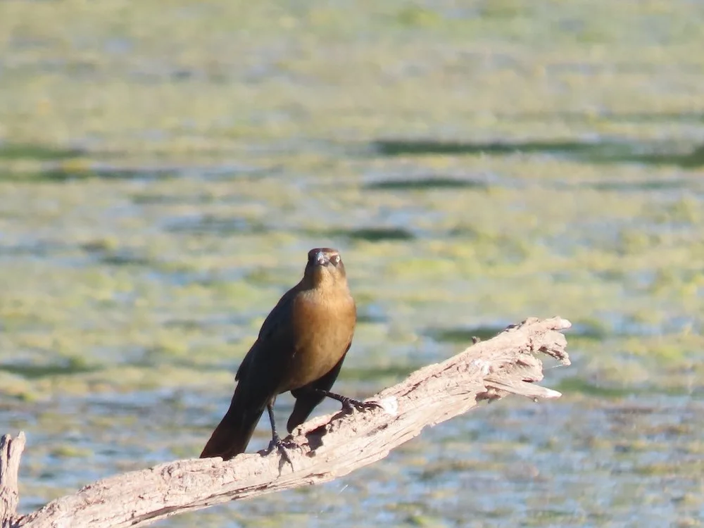 IMG_5269 2025 11.jPG