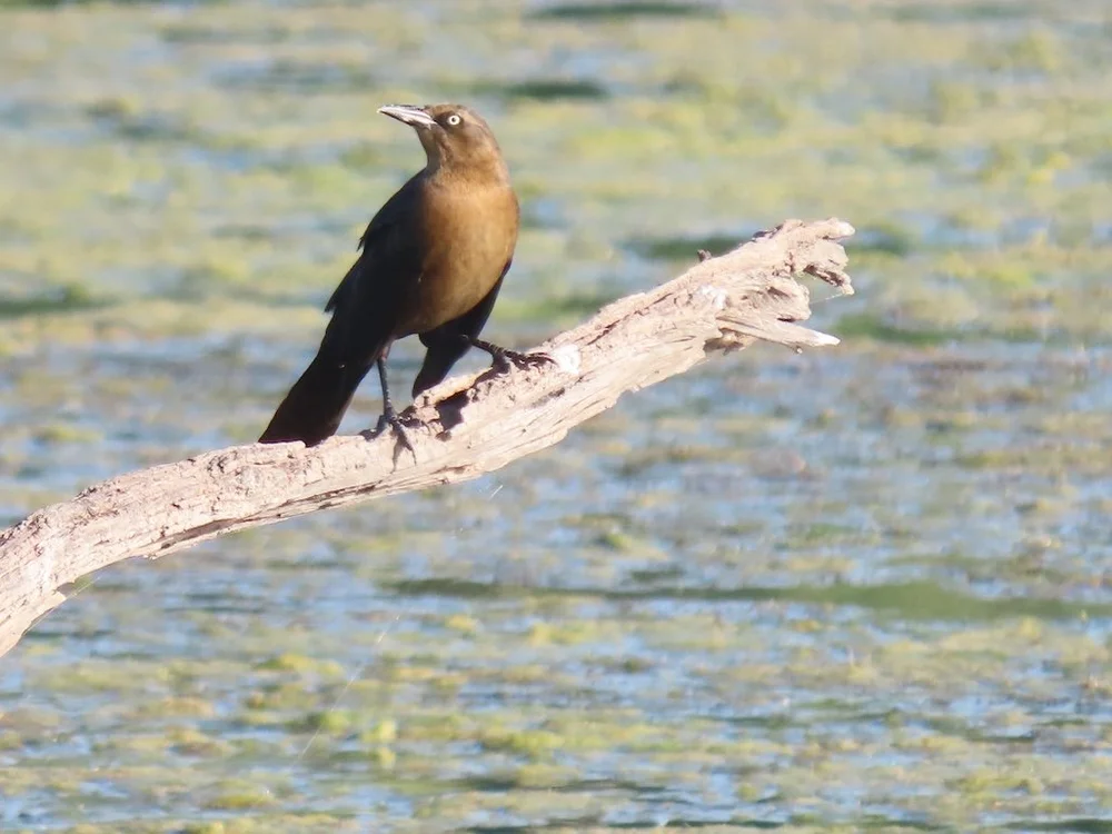 IMG_5271 2025 11.jPG