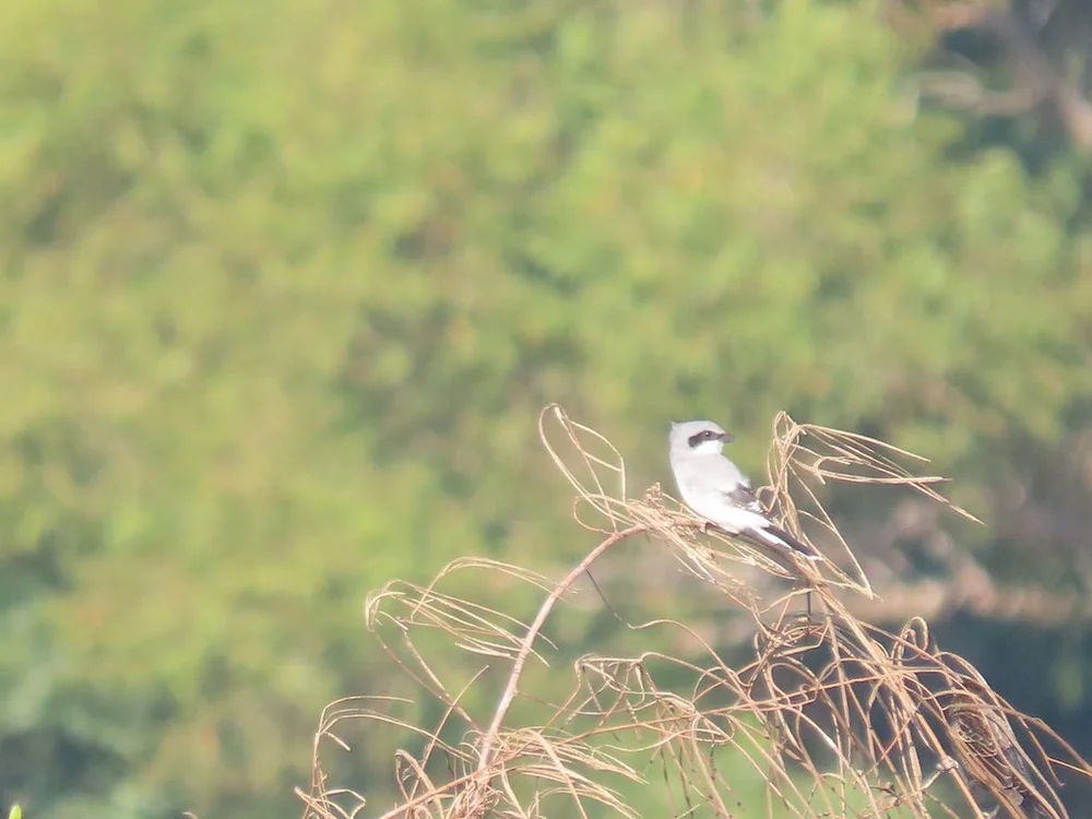 IMG_5288 2025 11.jPG